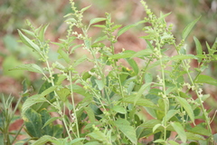 Acalypha lanceolata
